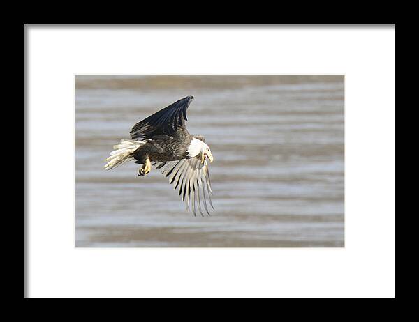 Eagle Framed Print featuring the photograph Listen Up by Harold Piskiel