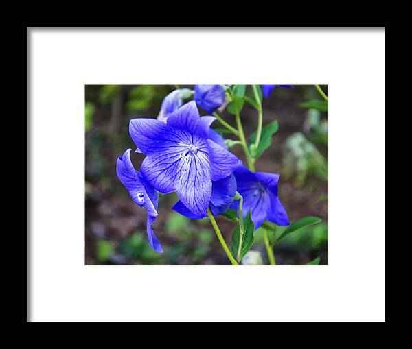 Flower Framed Print featuring the photograph Lithdora Grace Ward by Flees Photos