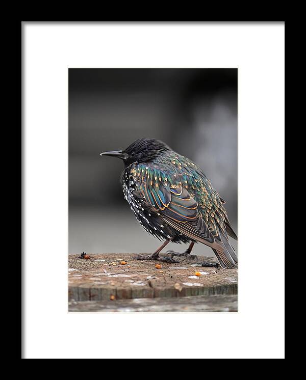 Pacifica Framed Print featuring the photograph Little bird in Pacifica by Alex King