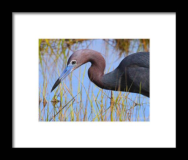 Heron Framed Print featuring the photograph Little Blue Heron by Roger Becker