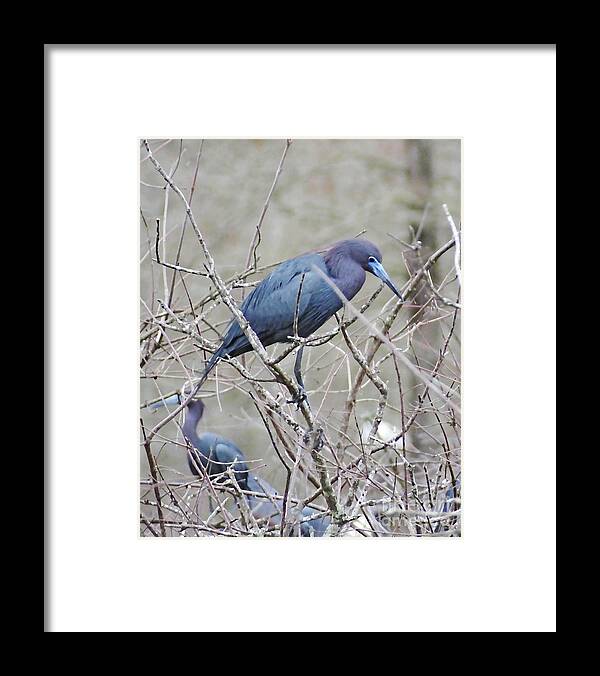 Blue Heron Framed Print featuring the photograph Little Blue Lake Martin Louisiana by Lizi Beard-Ward
