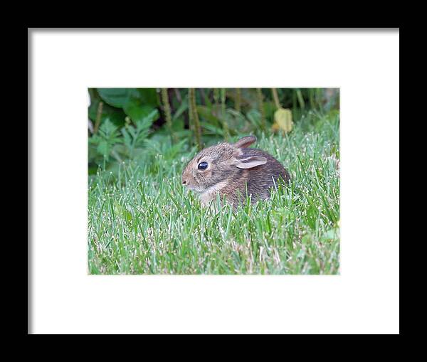 Bunny Framed Print featuring the photograph Little Bunny Wabbit 1 by Pema Hou