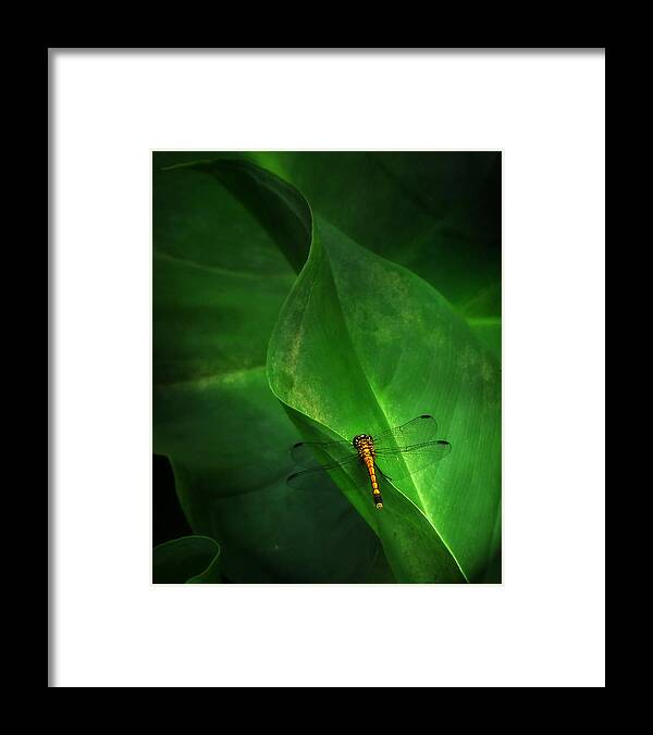 Nature Framed Print featuring the photograph Little Dragon in Dappled Shade by Deborah Smith