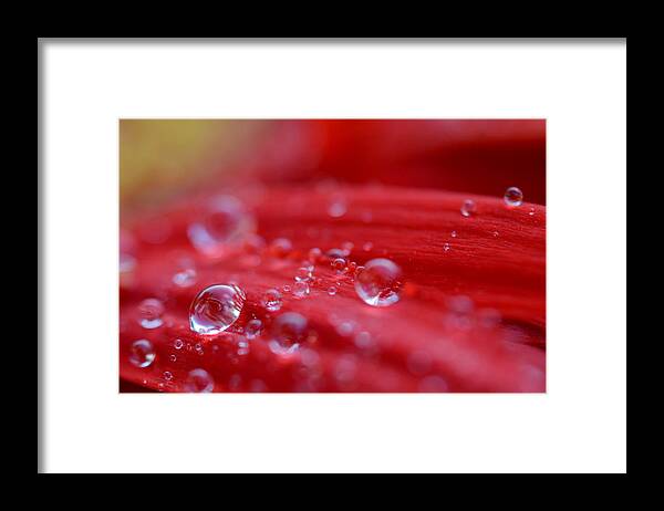 Flower Framed Print featuring the photograph Little Drops of Water by Melanie Moraga