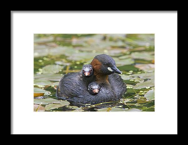 Flpa Framed Print featuring the photograph Little Grebe And Two Chicks Derbyshire by Dickie Duckett