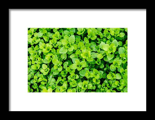 Background Framed Print featuring the photograph Little green leafs. by Slavica Roche