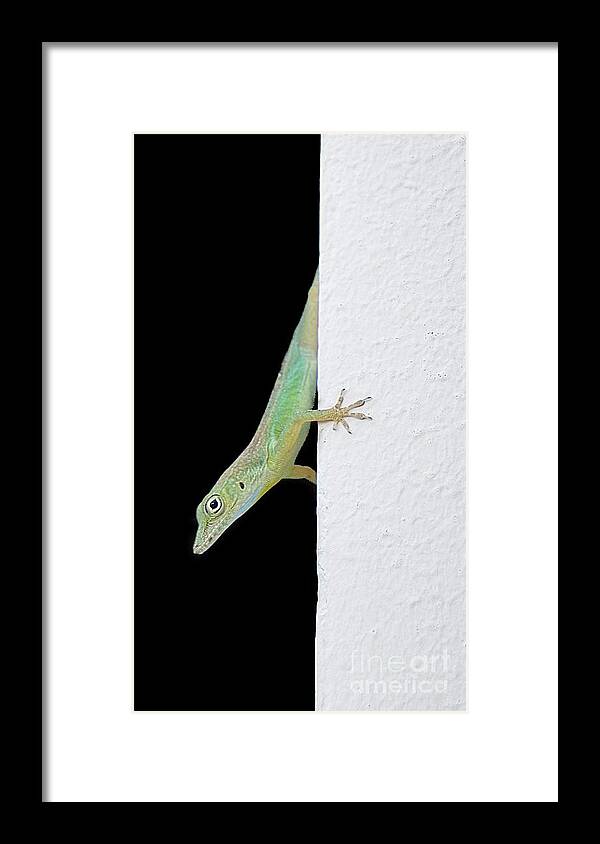 Little Green Lizard Framed Print featuring the photograph Little Green Lizard by Lilliana Mendez