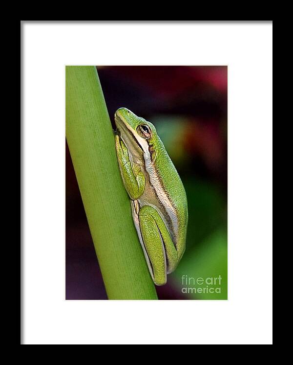 Amphibian Framed Print featuring the photograph Little Green Tree Frog by Kathy Baccari