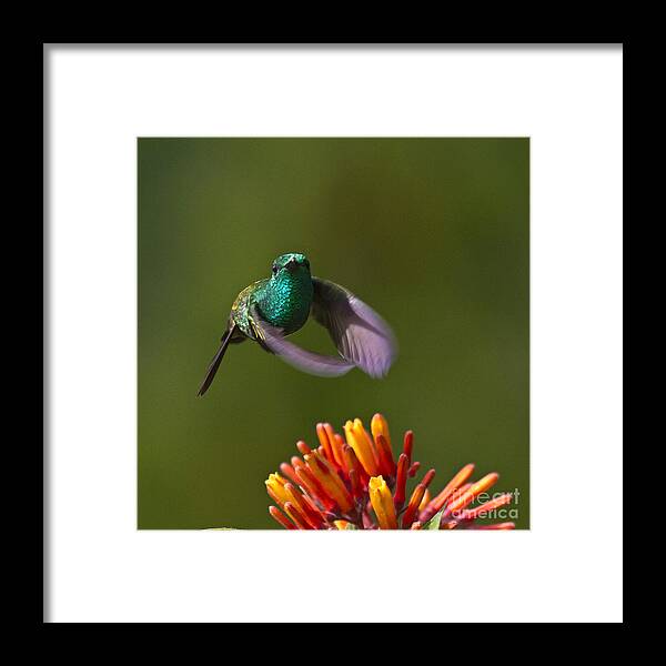 Bird Framed Print featuring the photograph Little Hedgehopper by Heiko Koehrer-Wagner