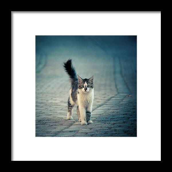 Cat Framed Print featuring the photograph Little One by Dejan Ilijic