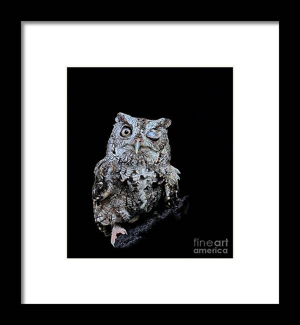 Owl Framed Print featuring the photograph Little Owl Winks Eye in Darkness by Wayne Nielsen