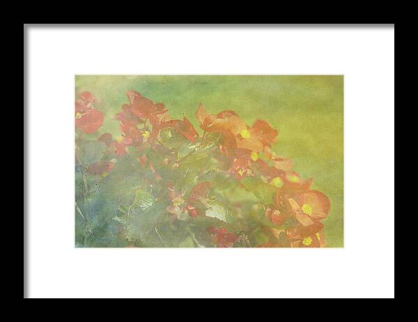 Flower Framed Print featuring the photograph Little Red Beauties by Beverly Claire Kaiya