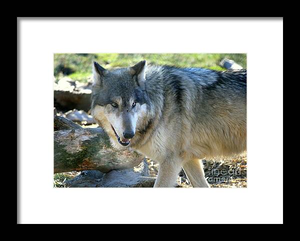 Wolf Framed Print featuring the photograph Wolf Hollow Encounter by Neal Eslinger