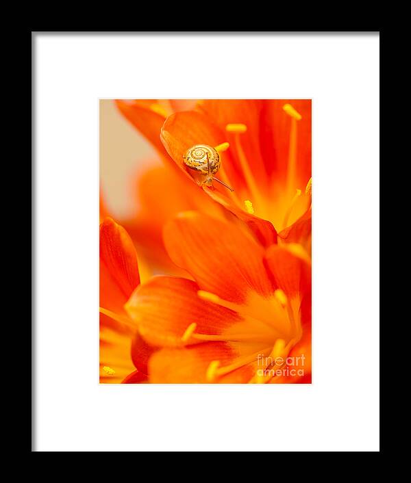 Animal Framed Print featuring the photograph Little snail on red crocus flower by Anna Om
