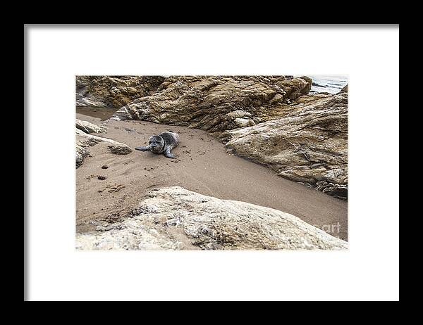 Little Things In Life Framed Print featuring the photograph Little things in Life by David Millenheft