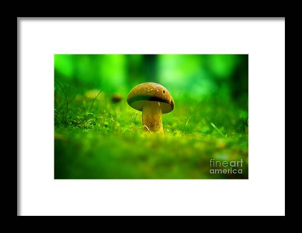 Mushroom Framed Print featuring the photograph Little Wild Mushroom on a Green Forest Patch by Beverly Claire Kaiya