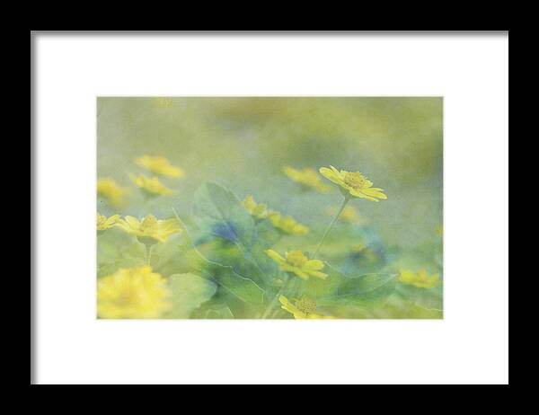 Flower Framed Print featuring the photograph Little Yellow Beauties by Beverly Claire Kaiya