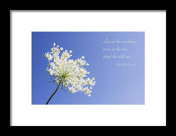 Queen Anne's Lace Framed Print featuring the photograph Live in the Sunshine by Patty Colabuono