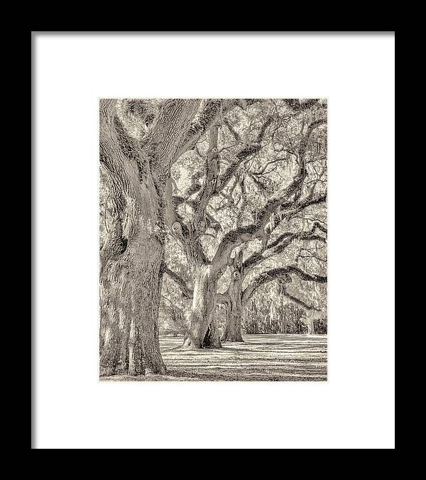Live Framed Print featuring the photograph Live Oaks-1 by Bill LITTELL