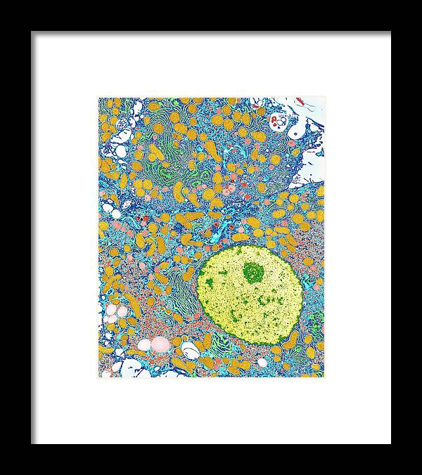 Hepatocyte Framed Print featuring the photograph Liver Cells by Medimage/science Photo Library