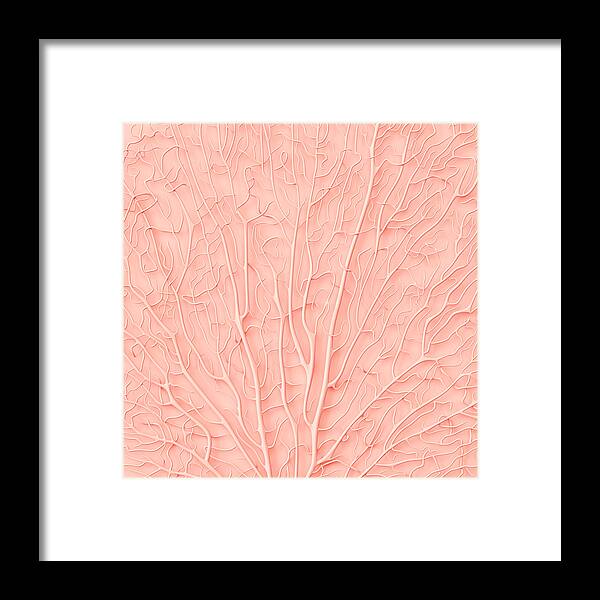 Empty Framed Print featuring the photograph Living Coral Color Of The Year 2019 by Artjafara