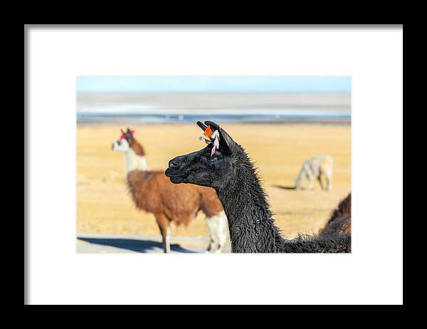 Llama Framed Print featuring the photograph Llama Closeup by Jess Kraft