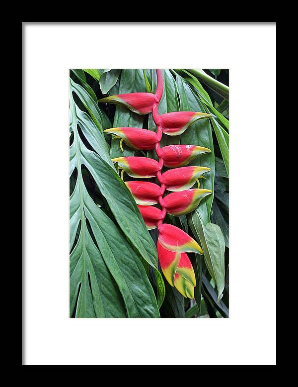 Lobster Claw Framed Print featuring the photograph Lobster Claw by Tony Murtagh