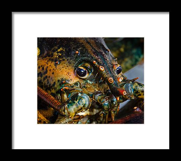 Lobster Framed Print featuring the photograph Lobster by Jennifer Kano