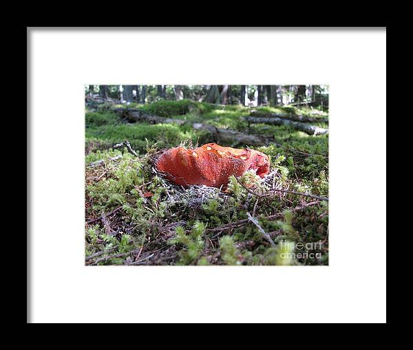 Lobster Framed Print featuring the photograph Lobster Mushroom by Leone Lund