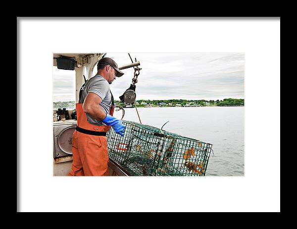 Working Framed Print featuring the photograph Lobsterman Hauls Traps On Boat In Casco by Aurora Photos, USA