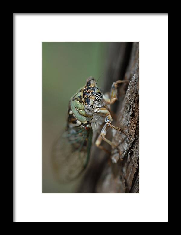 Insect Framed Print featuring the photograph Locust by Susan Moody