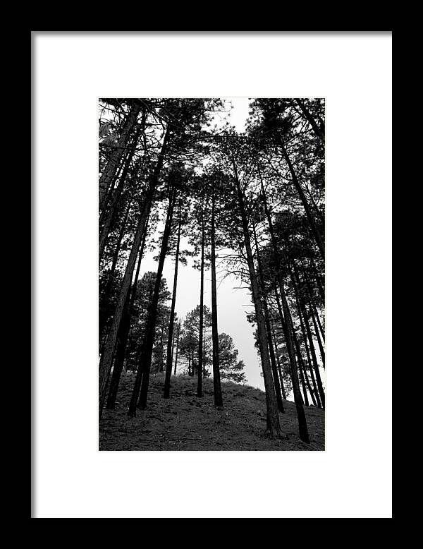 Tree Framed Print featuring the photograph Lodgepole Pines by Joe Kozlowski