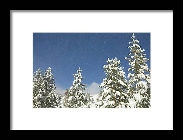 00431184 Framed Print featuring the photograph Lodgepole Pines In The Wind by Yva Momatiuk John Eastcott