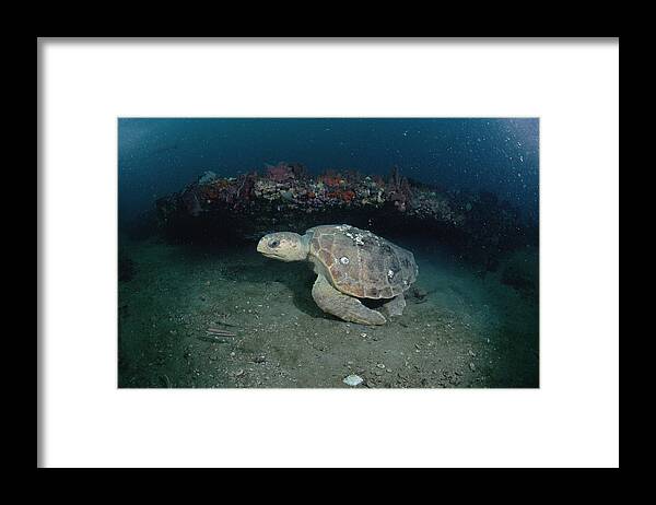 Feb0514 Framed Print featuring the photograph Loggerhead Sea Turtle Greys Reef Nms by Flip Nicklin