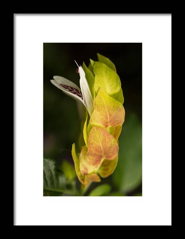Lollipop Framed Print featuring the photograph Lollipop plant bloom by Eti Reid