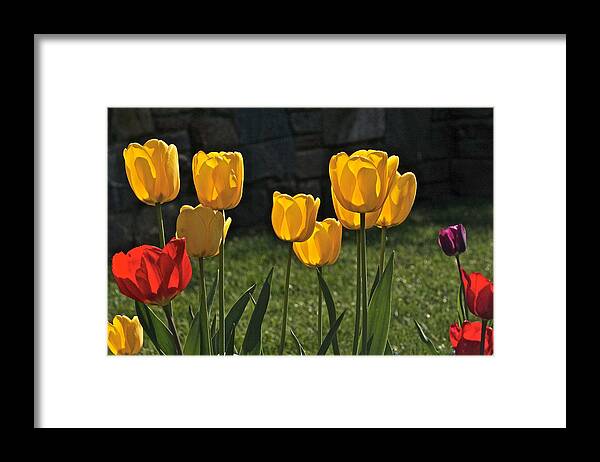 Lollipop Color Tulips Framed Print featuring the photograph Lollipop Tulips and Grass and Stone Wall by Byron Varvarigos