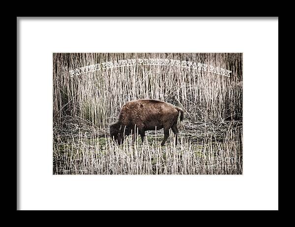 Buffalo Framed Print featuring the photograph Lone Buffalo by Barbara Bowen