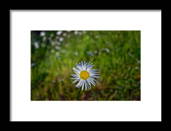 Adria Trail Framed Print featuring the photograph Lone Daisy by Adria Trail