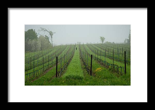 Vine Framed Print featuring the photograph Lone Figure in Vineyard in the Rain on the Mission Peninsula Michigan by Mary Lee Dereske
