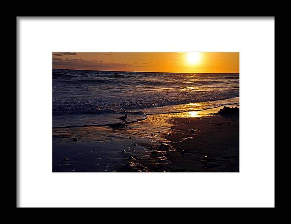 Pacific Ocean Framed Print featuring the photograph Lone hungry Seagull by John Hoffman