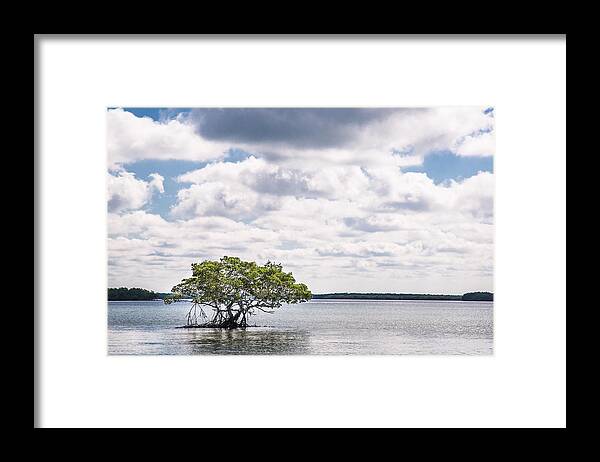Chokoloskee Bay Framed Print featuring the photograph Lone Mangrove by Adam Pender