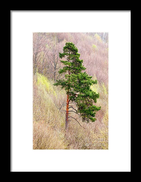 Pine Framed Print featuring the photograph Lone Pine by Les Palenik