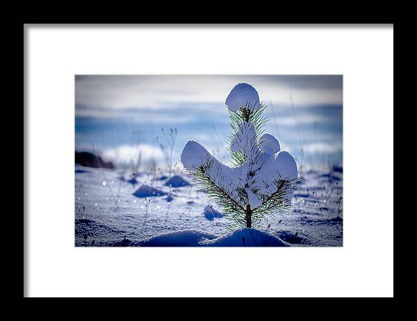 Pine Tree Framed Print featuring the photograph Lone Pine by Rick Bartrand