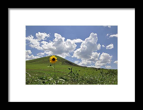 Sunflower Framed Print featuring the photograph Lone Sunflower by Jeanne May