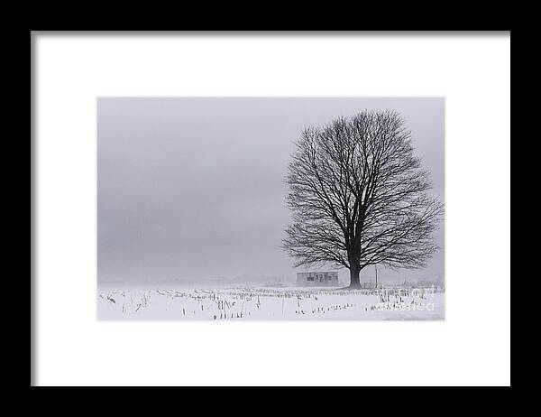 (fog Or Foggy) Framed Print featuring the photograph Lone Tree in the Fog by Debra Fedchin
