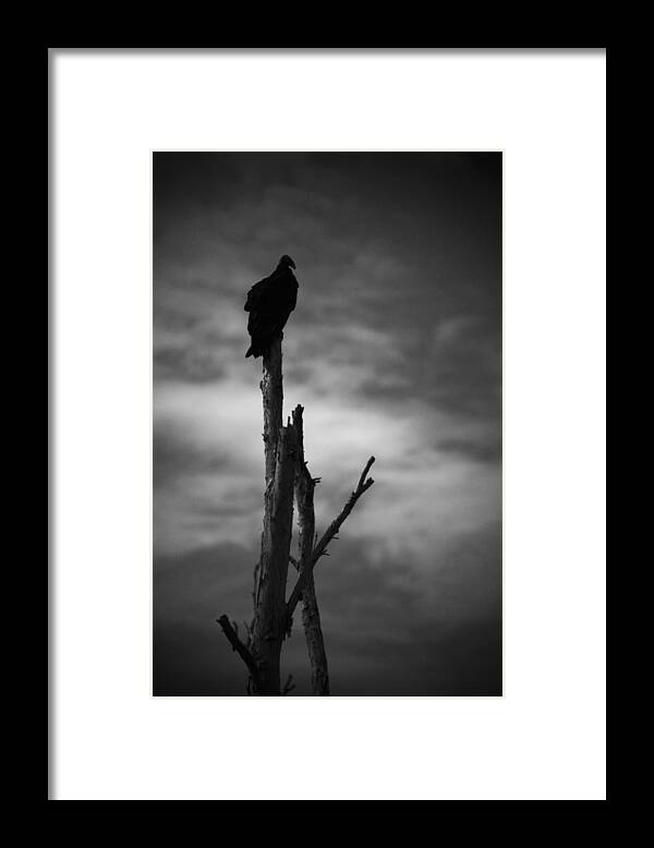 Florida Framed Print featuring the photograph Lone Vulture by Bradley R Youngberg