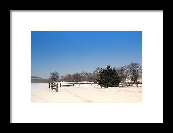 Winter Framed Print featuring the photograph Lone Winter Evergreen by Amy Lucid