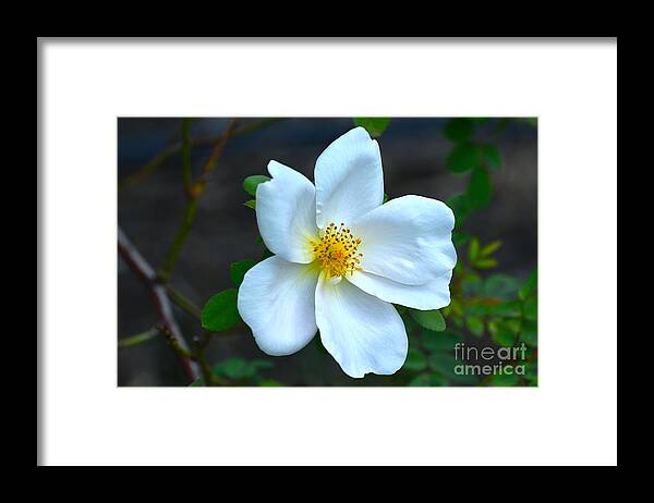 Flickr Explore Framed Print featuring the photograph Lonely Blossom... by Dan Hefle