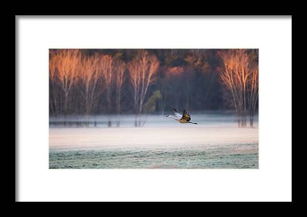 Crane Framed Print featuring the photograph Lonely Flyer by Jane Luo