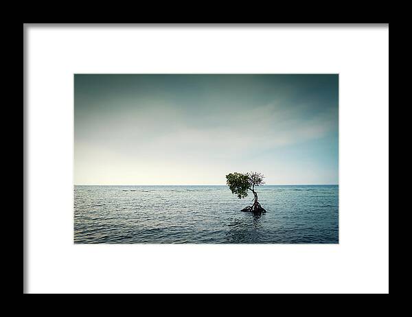Outdoors Framed Print featuring the photograph Lonely Mangrove Tree In The Bali by Brytta